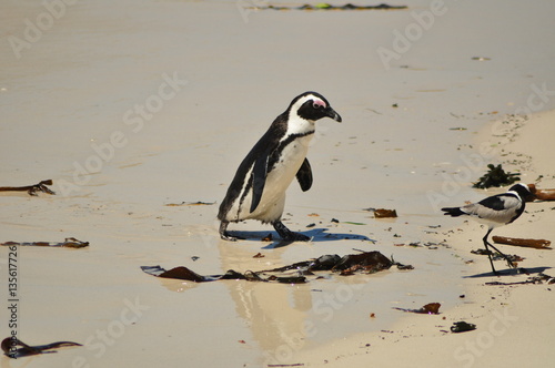 Penguin running up a beach in South Africa