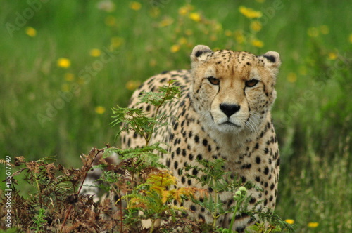 Cheetah in the long grass