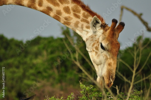 Giraffe eating leaves from a tree in South Africa