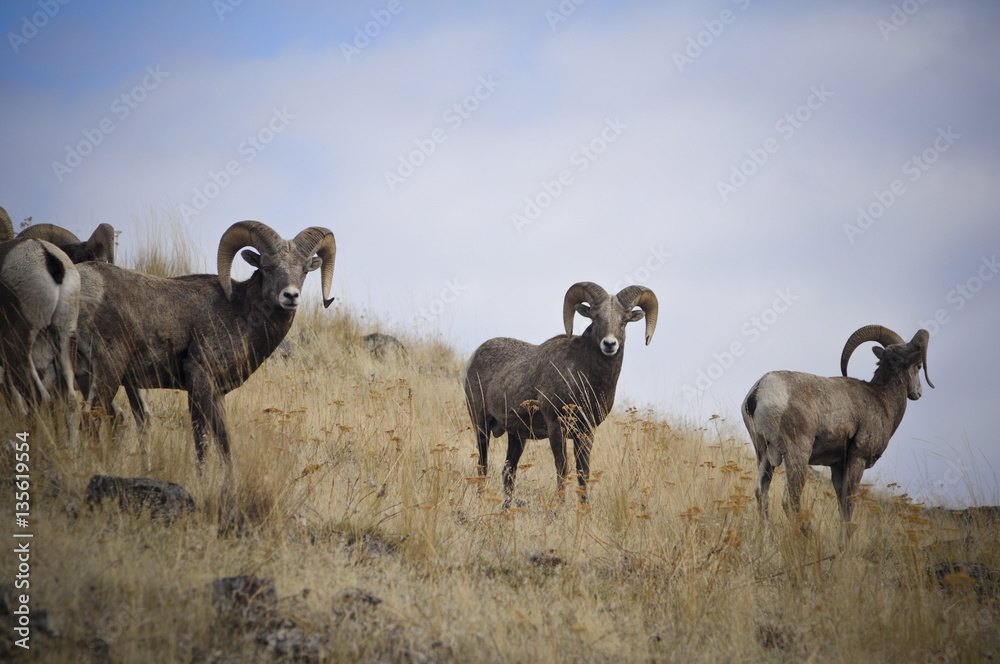 Fototapeta premium Bighorn Sheep
