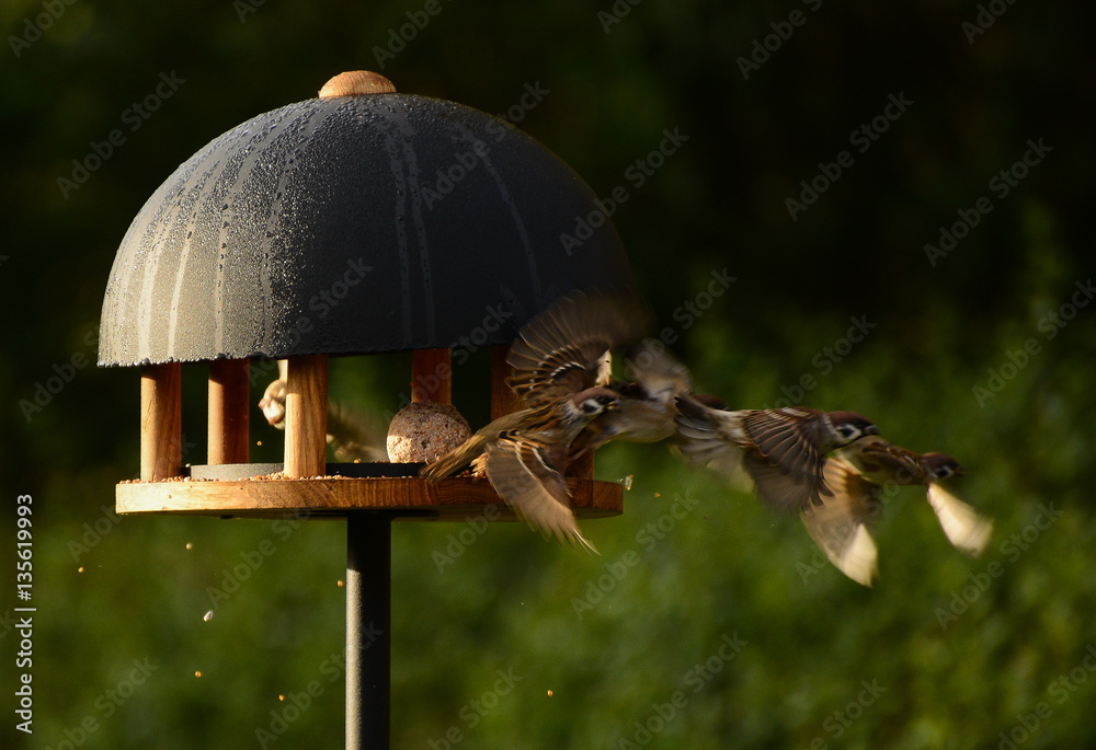 Obraz premium Birds in birdshouse