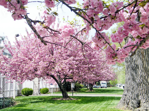 Washington sakura tree April 2010