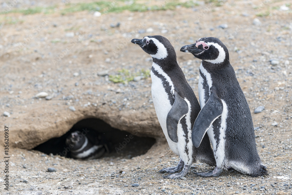 Obraz premium Magellanic penguins family next to their mink, Spheniscus magellanicus, Magdalena island, Magallanes y la Antartica Chilena Region, Chile