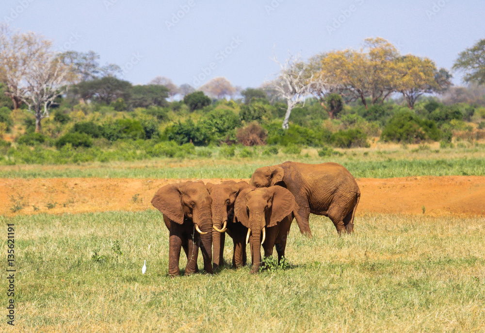 African elephants. Tsavo East, Kenya.