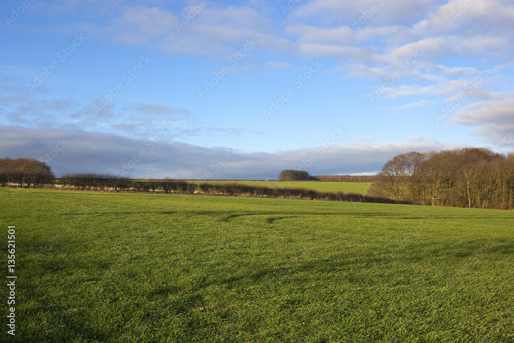 Fototapeta premium woodland copse and wheat