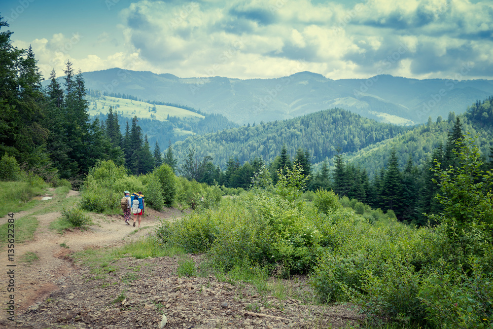 beautiful forest landscape in the Carpathian mountains beautiful forest landscape in the Carpathian mountains