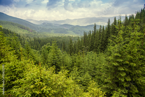 beautiful forest landscape in the Carpathian mountains