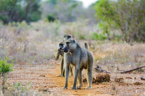 Baboons. Tsavo East park. Kenya. © mariusltu