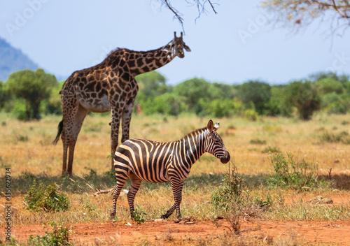 Zebra ang girafe in Tsavo East park, Kenya.