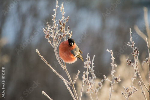 Fototapeta bullfinch on a branch chilly clear day