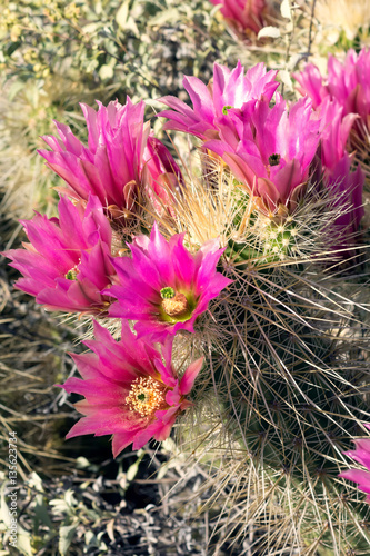 Echinocereus fasciculatus - Pinkflower Hedgehog Cactus. Flowerin