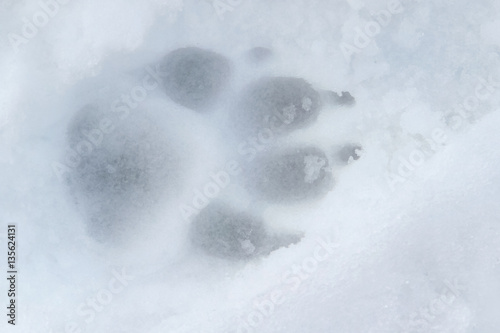 Fussspur Fussabdruck Pfote Pfotoenabdruck Spur Hund im Schnee photo