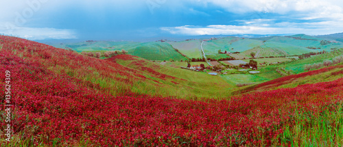 Beautiful scenery with Natural red flowers field like rug in Tuscany against small italian rural village and blue cloudy sky. Horizontal panorama view.