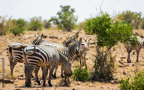 Zebras family in Tsavo East park  Kenya.