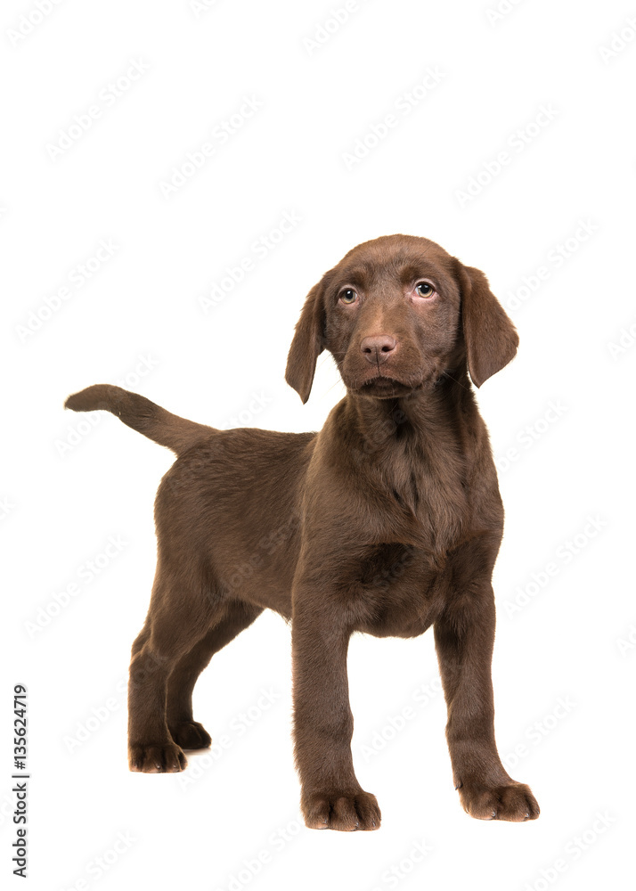 Pretty brown labrador retriever puppy facing the camera standing on an isolated on a white background Pretty brown labrador retriever puppy facing the camera standing on an isolated on a white background