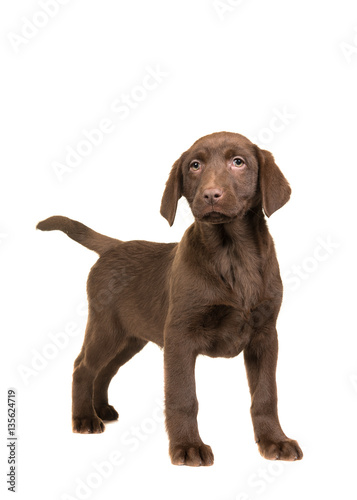 Pretty brown labrador retriever puppy facing the camera standing on an isolated on a white background