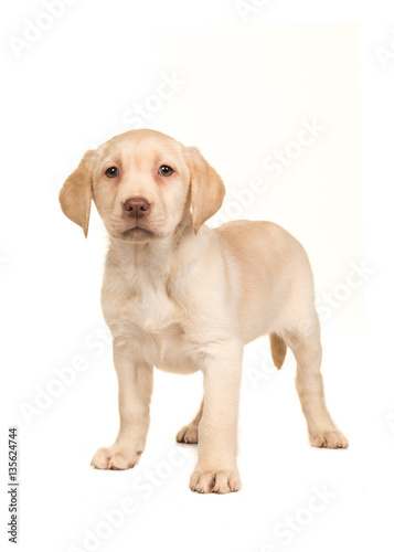 Pretty blond labrador retriever puppy facing the camera standing on an isolated on a white background