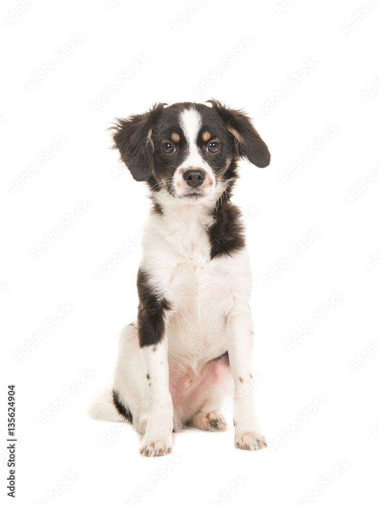 Mixed breed cute black and white puppy dog facing the camera sitting on a white background