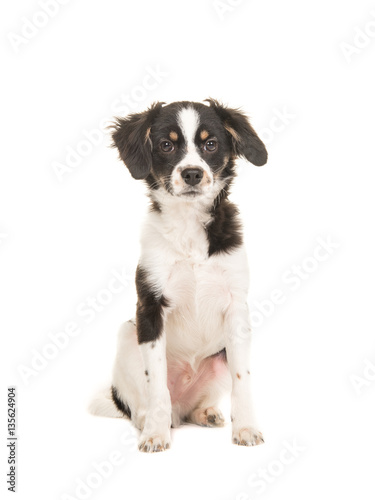 Fototapeta Naklejka Na Ścianę i Meble -  Mixed breed cute black and white puppy dog facing the camera sitting on a white background