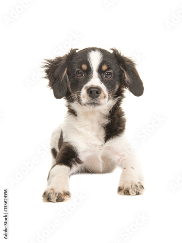 Mixed breed cute black and white puppy dog facing the camera lying on the floor on a white background seen from the front