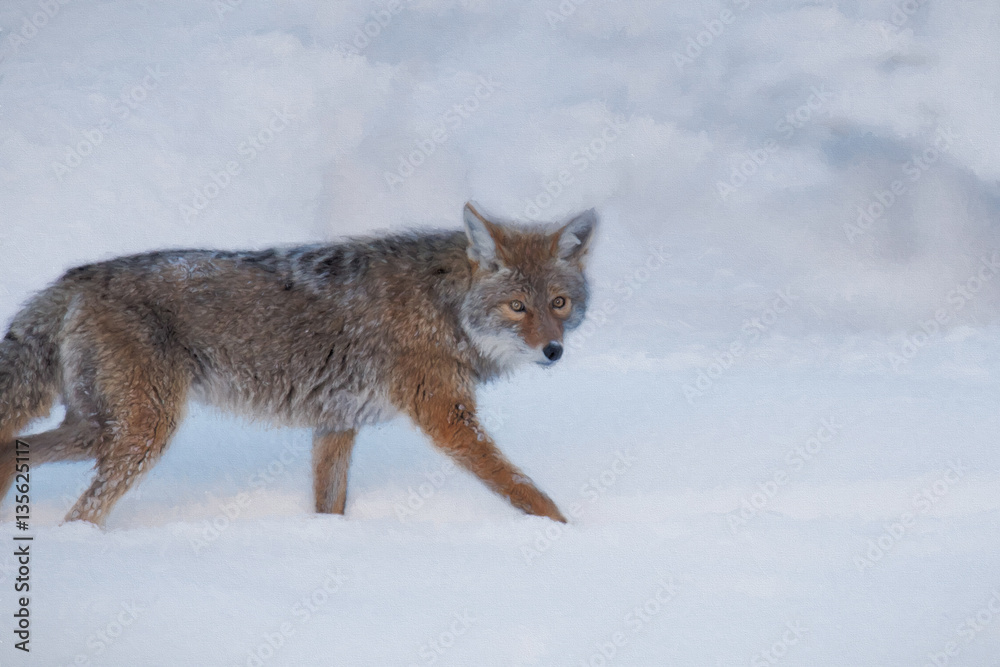 Obraz premium Coyote