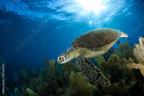 Green Sea turtle