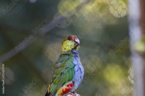 Fototapeta samoprzylepna Perroquet