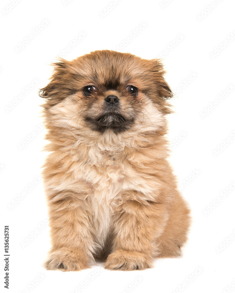 Obraz premium Cute sitting fluffy tibetan spaniel puppy facing the camera isolated on a white background