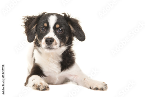 Cute mixed breed black and white puppy dog facing the camera lying on the floor on a white background seen from the front in a horizontal image