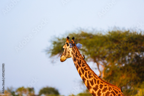 Giraffe in  East Tsavo Park in Kenya