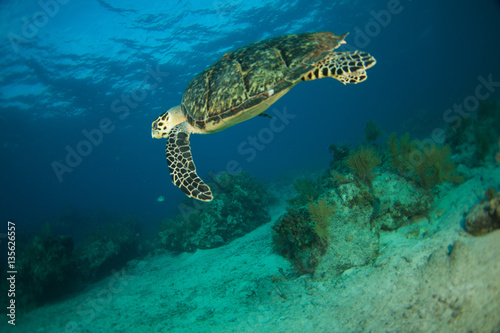 Hawksbill sea turtle in the Florida Keys © tyler