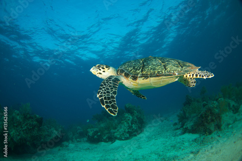 Hawksbill sea turtle in the Florida Keys © tyler