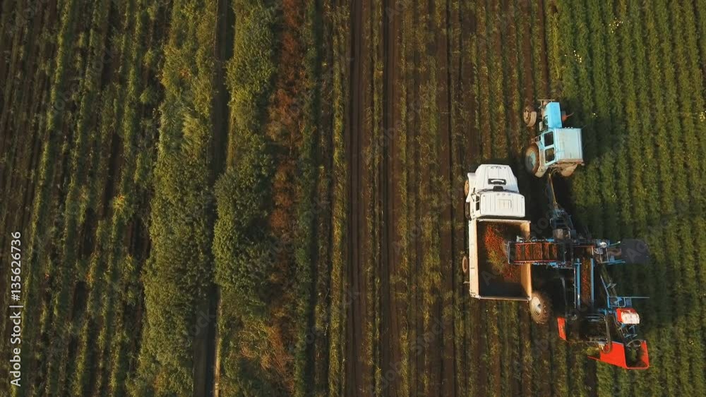 Mechanized carrot harvesting.erial view.Machine harvesting carrots moves across the field and loads the carrot truck.Harvest carrots combine and load it into the truck. 4K video,4K. Mechanized carrot harvesting.erial view.Machine harvesting carrots moves across the field and loads the carrot truck.Harvest carrots combine and load it into the truck. 4K video,4K.