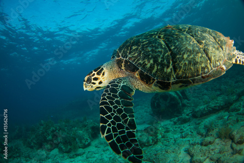 Hawksbill sea turtle in the Florida Keys