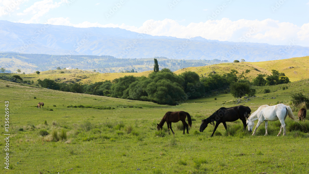Beautiful photograph taken in the sierras of Cordoba, Argentina. Valley of Calamuchita, near Villa Yacanto. Field with horses, trees and green lawn. The mountains on the horizon.