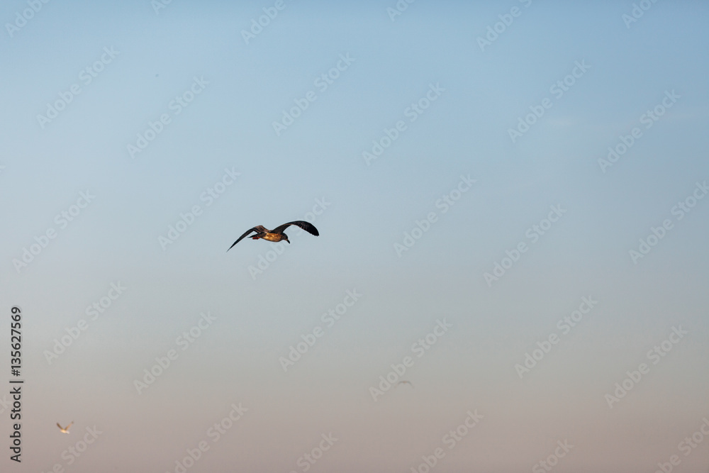 Fototapeta premium The gull flying lonely in the sky