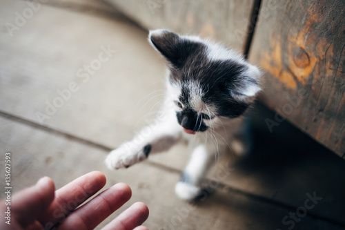 Fototapeta Naklejka Na Ścianę i Meble -  Playing with a little cat by hand. Baby cat playing.