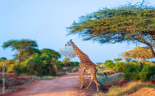Giraffe in  East Tsavo Park in Kenya photo