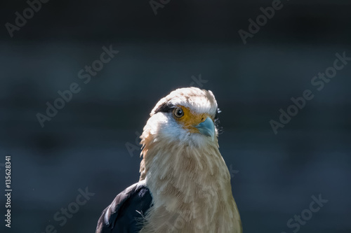 Caracara    t  te jaune en gros plan