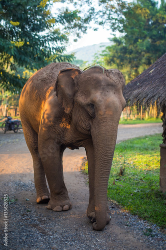 Elephant walking in the Natural Park in Chiang Mai