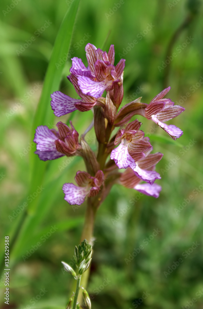 Obraz premium Wild Orchid