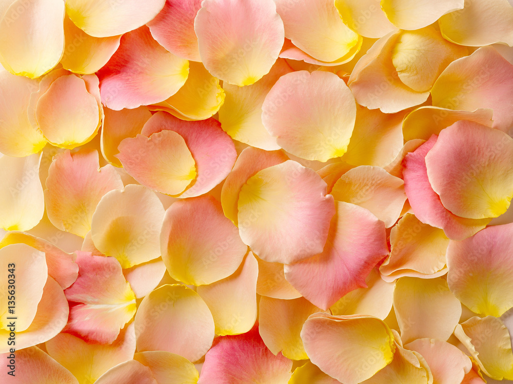 rose petals background rose petals background