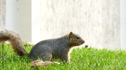 Cute little squirrel, saw at University of South California, Los Angeles, California photo