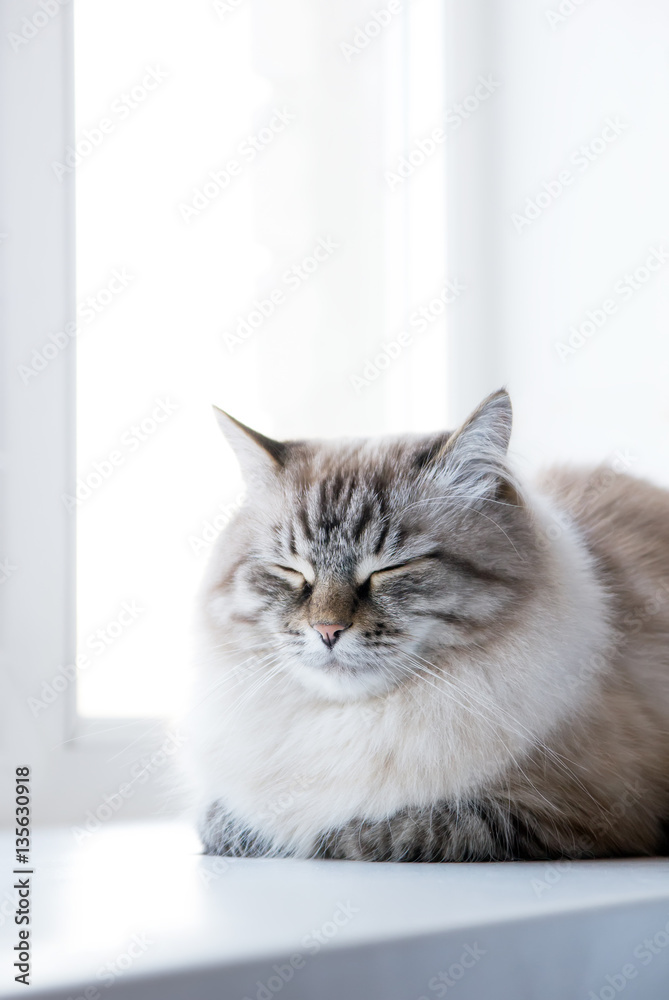 picture of sleeping kitten on window picture of sleeping kitten on window