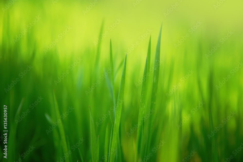 spring grass close-up background