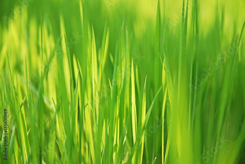 spring grass close-up background