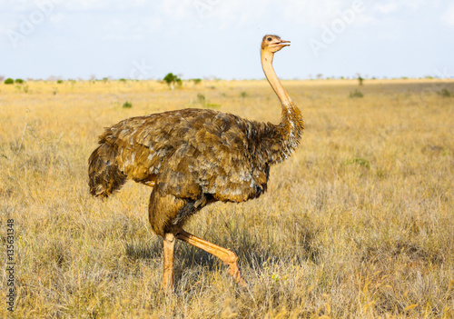 Female ostrich (Struthio camelus). Tsavo East park. Kenya.