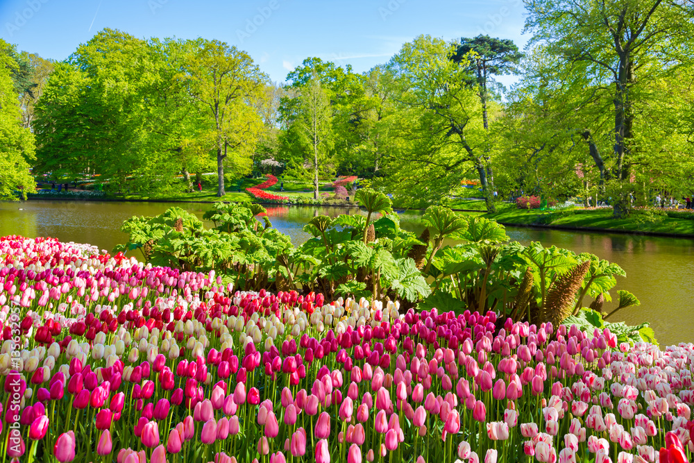Keukenhof park in Netherlands. Flower bed of colourful tulips in spring. Colorful tulips in the Keukenhof park, Netherlands. Fresh blooming tulips in the spring garden. Keukenhof park in Netherlands. Flower bed of colourful tulips in spring. Colorful tulips in the Keukenhof park, Netherlands. Fresh blooming tulips in the spring garden.