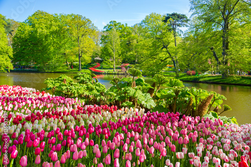 Fototapeta Naklejka Na Ścianę i Meble -  Keukenhof park in Netherlands. Flower bed of colourful tulips in spring. Colorful tulips in the Keukenhof park, Netherlands. Fresh blooming tulips in the spring garden.