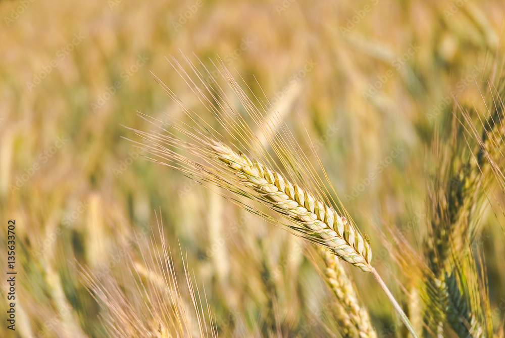 The rye crop (Secale cereale) on the field The rye crop (Secale cereale) on the field